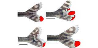 Illustration for article titled Genetic Analysis Shows That Fin-Eating Fish Are Complete Assholes